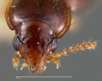 Media type: image;   Entomology 33055 Aspect: head frontal view